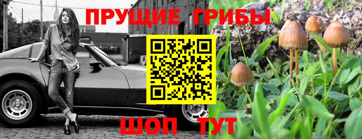 Псилоцибиновые грибы GOLDEN TEACHER  Вход с VPN  Галлюциногенные грибы Psilocybine cubensis  Урюпинск 